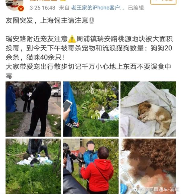 上海一小区17只猫狗死亡:系未成年人随意丢蟑螂药