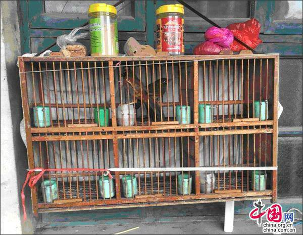 湖南破捕鸟售鸟案