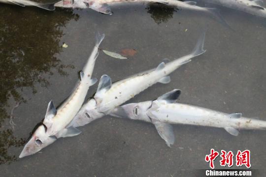图为死亡的中华鲟 颜新阳 摄
